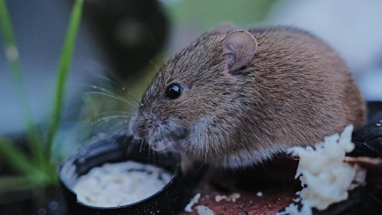 Close view, wild mouse feeding as subtle environmental changes frame its world