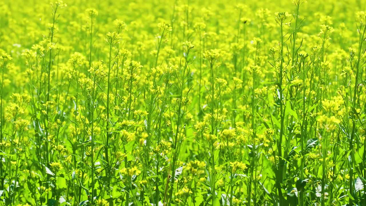 un tiro apretado de plantas de mostaza en un campo de mustaza balanceándose en el viento