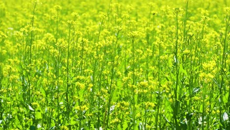 Toma-Cercana-De-Plantas-De-Mostaza-En-Un-Campo-De-Mostaza-Balanceándose-Con-El-Viento