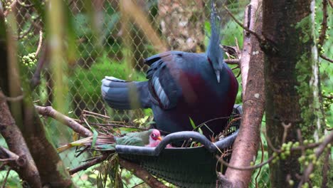 el macho de la paloma de la fruta jambu, ptilinopus jambu posándose en el nido de una paloma coronada victoria, la paloma coronada victoria levantando su ala tratando de disipar al pequeño intruso de la casa, disparo de cerca