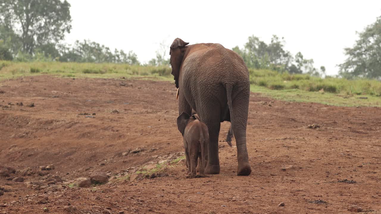 madre y bebé elefante caminando por las llanuras