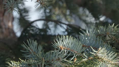 Star-Mit-Atemberaubendem-Schillernden-Wintergefieder-Mit-Gras-Für-Das-Nest