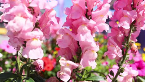 un primer plano de las flores de snapdragon rosas en piamonte, italia