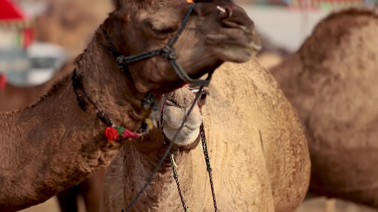 camellos en cámara lenta en la feria de pushkar, también llamada feria de camellos de pushkar o localmente como kartik mela es una feria anual de varios días de ganado y cultural que se celebra en la ciudad de pushkar rajasthan, india.