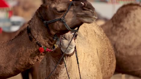 Camellos-En-Cámara-Lenta-En-La-Feria-De-Pushkar,-También-Llamada-Feria-De-Camellos-De-Pushkar-O-Localmente-Como-Kartik-Mela,-Es-Una-Feria-Ganadera-Y-Cultural-Anual-De-Varios-Días-Que-Se-Celebra-En-La-Ciudad-De-Pushkar,-Rajasthan,-India.