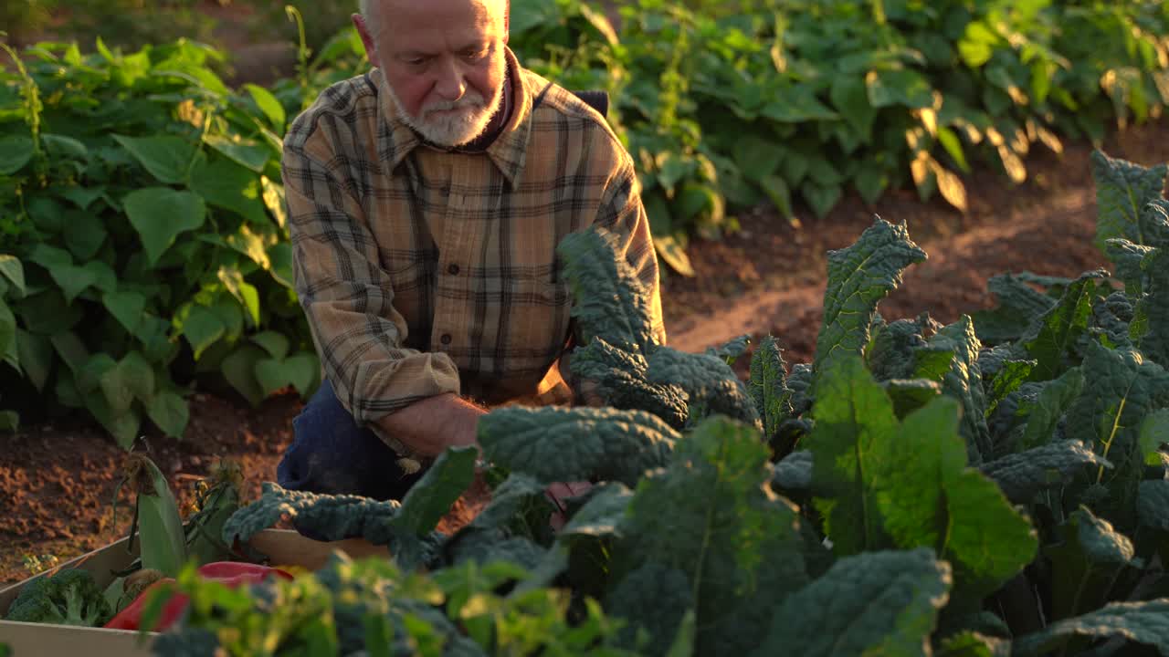 primer plano de granjero recogiendo col rizada en el campo al atardecer