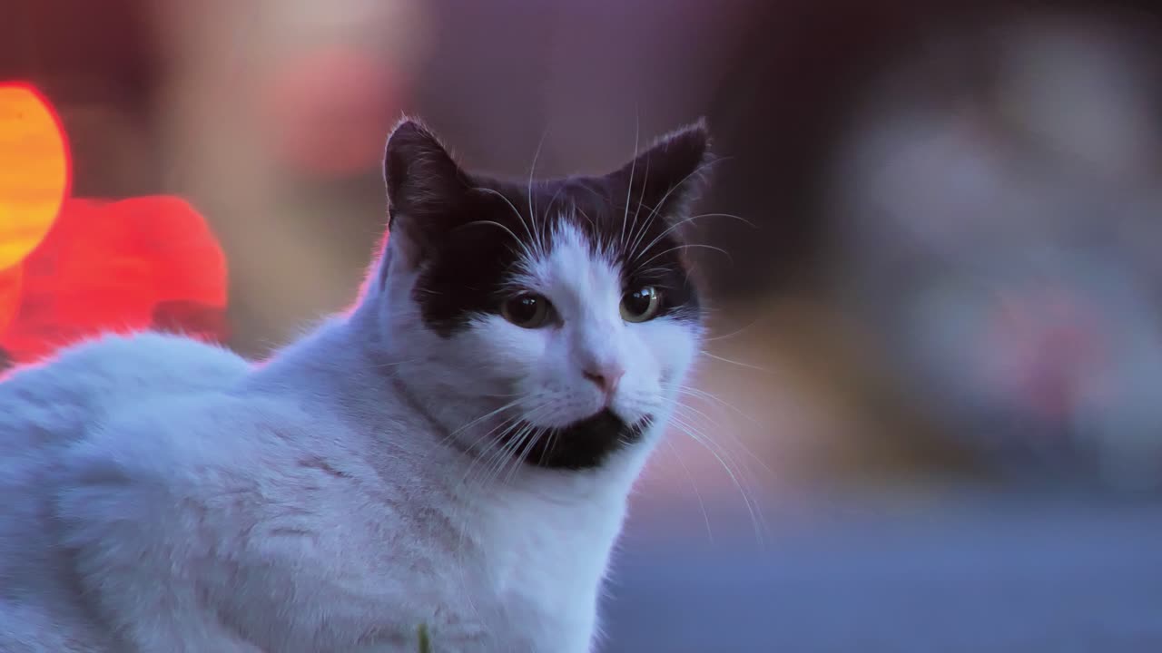 4K close-up of black and white cat calmly observing evening city lights