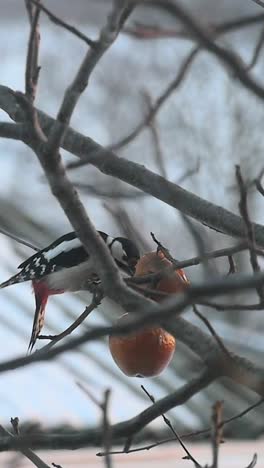 fine woodpecker ate his breakfast