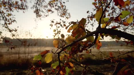 autumn leaves at sunrise/sunset