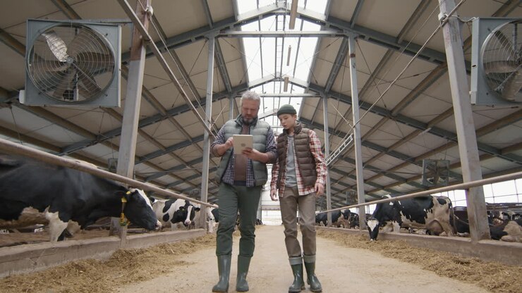 Man and his Teenage Son Walking through Dairy Farm