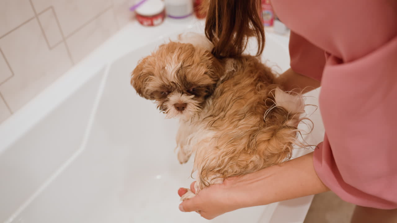 Careful Woman Lifts Damp Puppy From Tub, Person Carefully Supports Wet Puppy While Rinsing Under Faucet, Gentle Individual Carefully Lifts And Rinses Sodden Puppy In Bathroom Setting