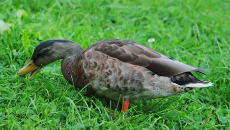 closeup of mallard duck feeding on fresh green grass at the field