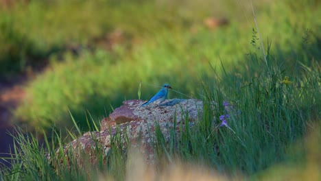 Bergdrossel-Ernährt-Sich-Von-Insekten-Auf-Einem-Kleinen-Felsen