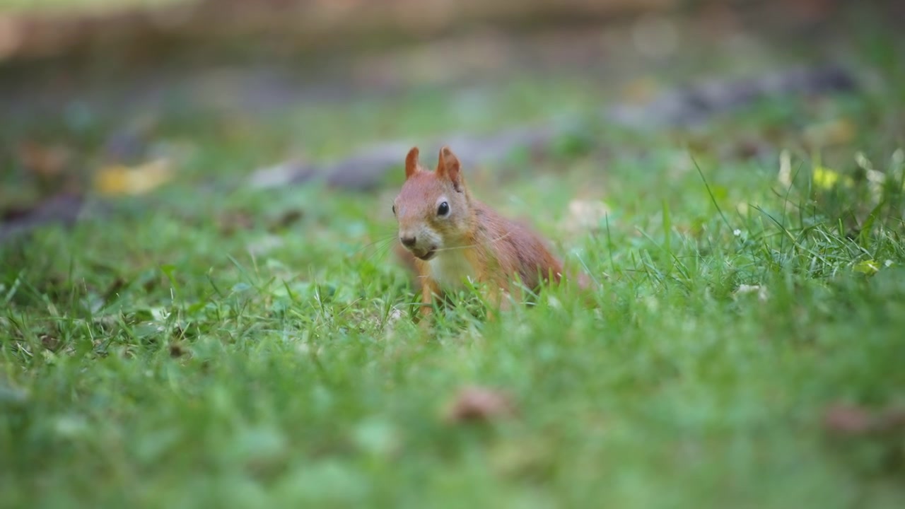 Squirrel playing in the green grass
