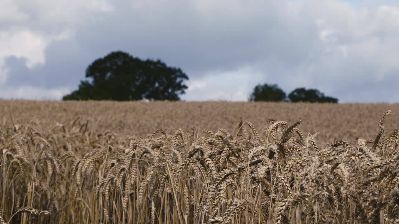 modne sommerhvede blæser blidt i vinden på en gård i landdistrikterne i shropshire, england mens skyer samles i det fjerne