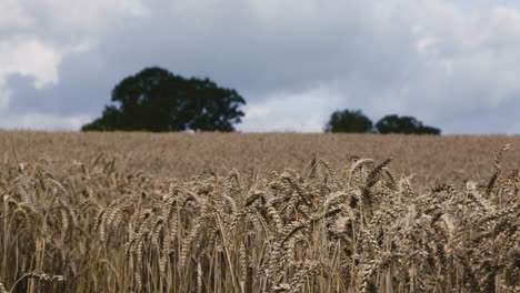 El-Trigo-De-Verano-Maduro-Sopla-Suavemente-En-El-Viento-En-Una-Granja-En-La-Zona-Rural-De-Shropshire,-Inglaterra,-Mientras-Las-Nubes-Se-Acumulan-En-La-Distancia