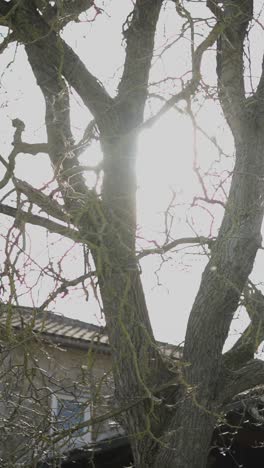 tree branches in sunlight