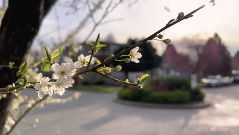 close up of cherry blossoms during sunset on a street