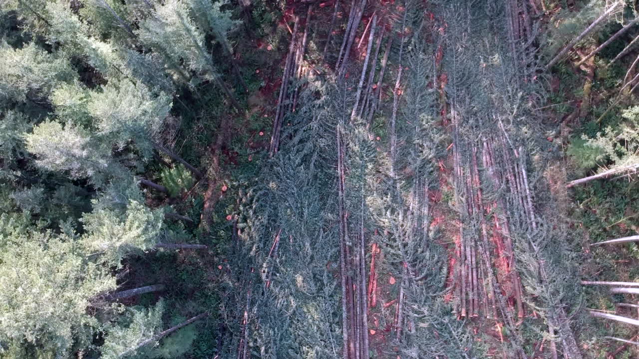 drones volando sobre el bosque donde se ha llevado a cabo la tala, árboles caídos todavía en el bosque