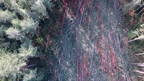 Drone-flying-over-forest-where-logging-has-been-taken-place,-fallen-trees-still-laying-in-the-forest