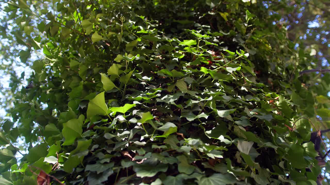 Serene garden plants swaying in the gentle wind at sunset, evoking nostalgia and peace. Captured in Italy, this static 4K shot is perfect for nature scenes, relaxation, or peaceful backgrounds.