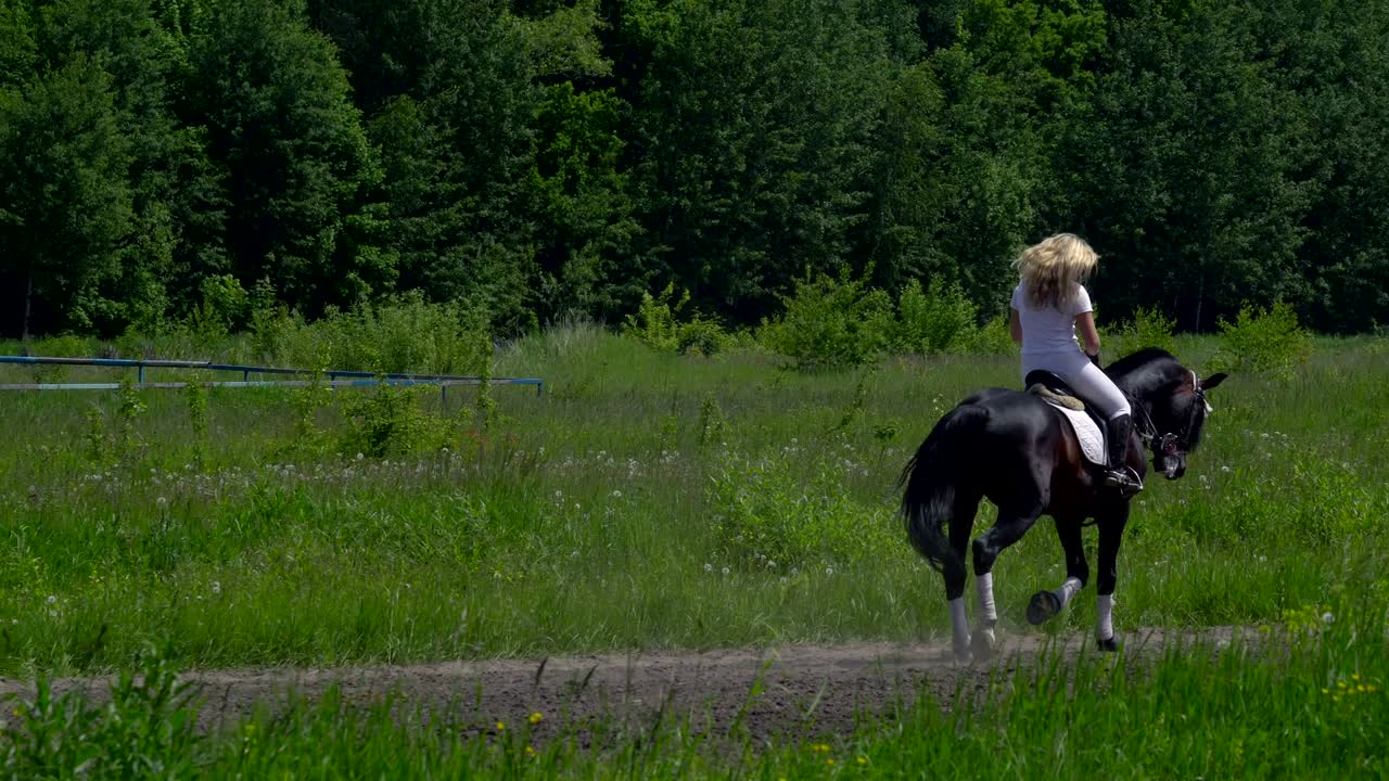 una hermosa chica de cabello blanco y ropa blanca está montando un semental marrón negro. la chica hace que el caballo realice varios movimientos hermosos. el cabello de la chica se desarrolla en el viento. un día soleado de verano en un campo verde.