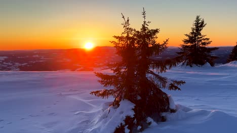 snowy frozen pine tree sun on horizon top of øyer mountain lillehammer hafjell alpine resort norway norge golden hour vibrant sunset snowy winter terrain landscape powder deep powder breeze frigid