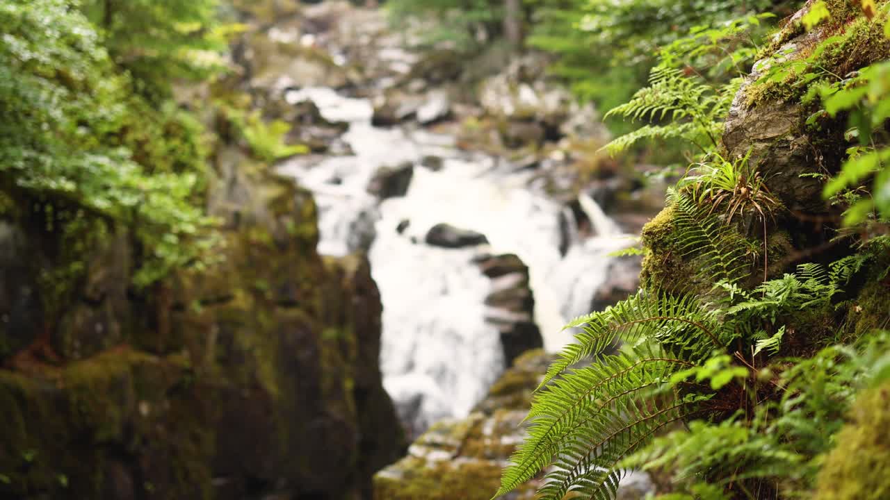 la exuberante vegetación que rodea una cascada en cascada