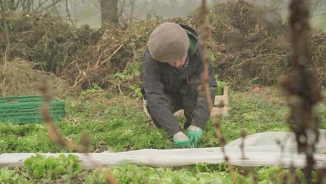 Teenager-Boy-Collecting-Fresh-Spinach-Leafs-from-the-Farm