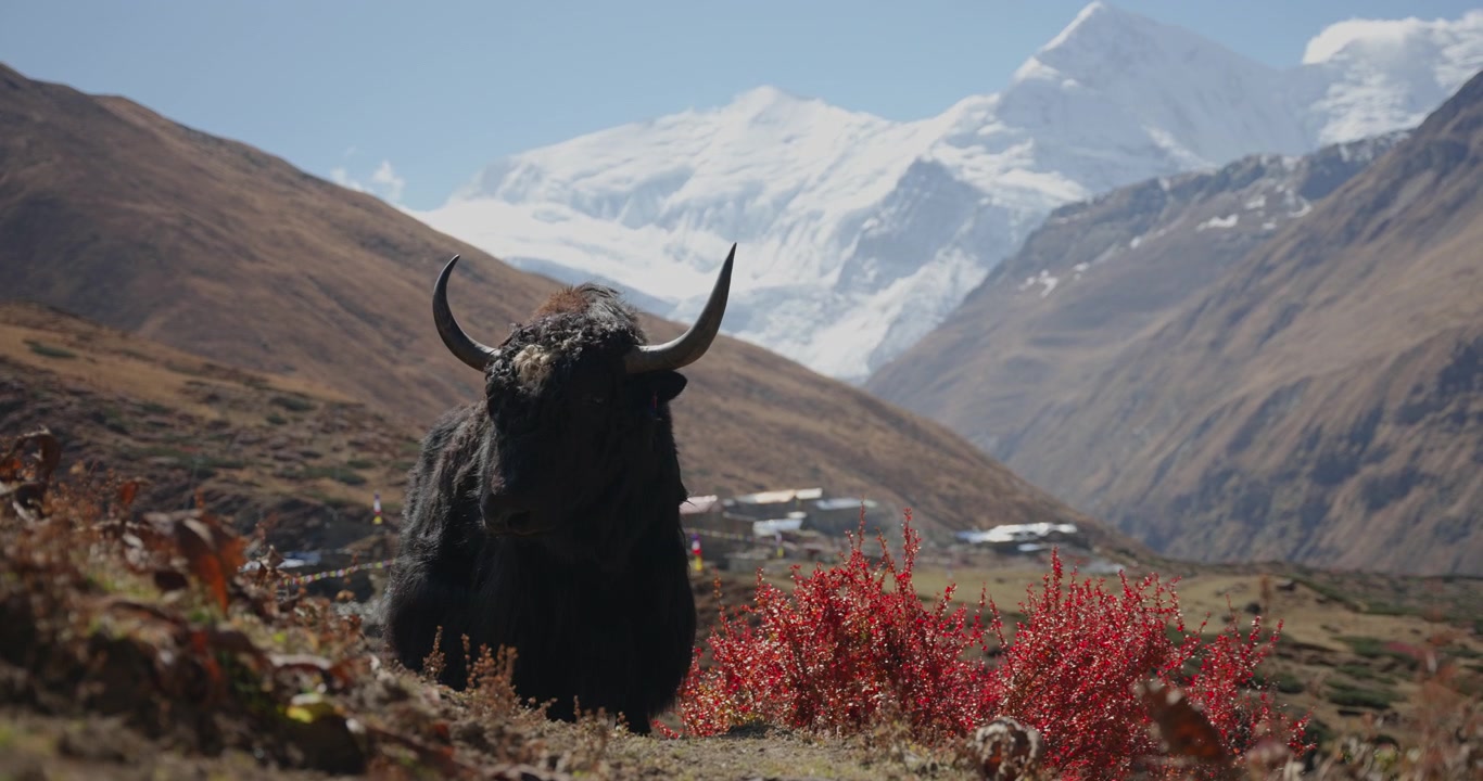 Annapurna Circuit, Manang, Nepal: Kamerabillede af en ensom Himalaya-yak med store buede horn, der står midt i røde efterårsbuske med tårnhøje sneklædte bjerge i baggrunden.