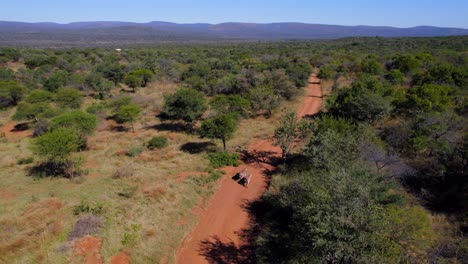 bird's eye view of two zebras walking on a dirt road in the marakele safari park in limpopo province, south africa