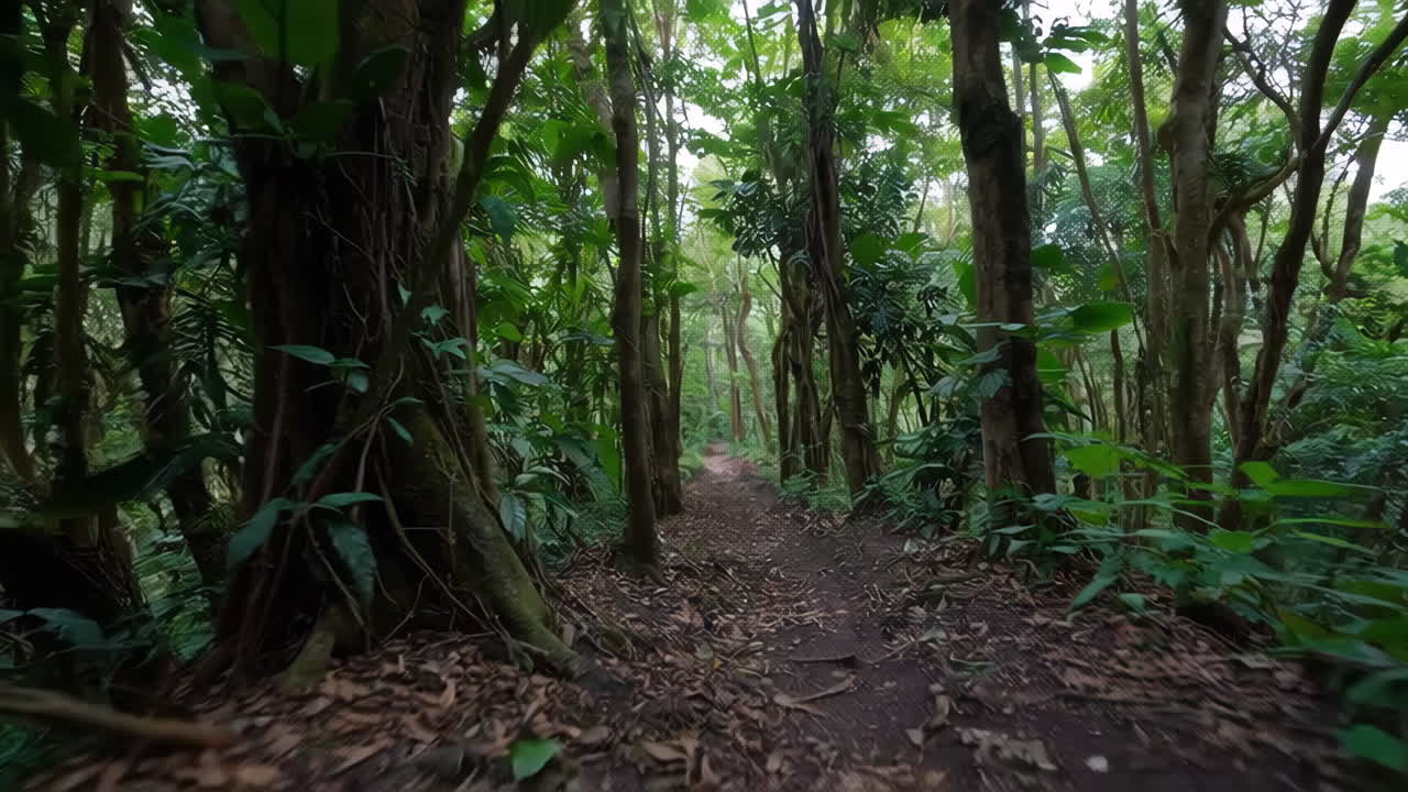 Jungle Path Through Lush Tropical Forest