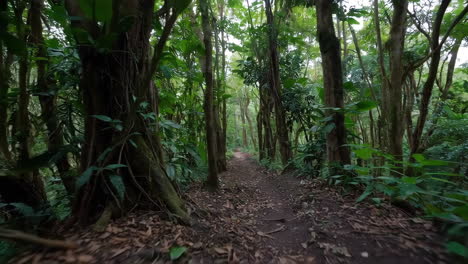 Jungle Path Through Lush Tropical Forest