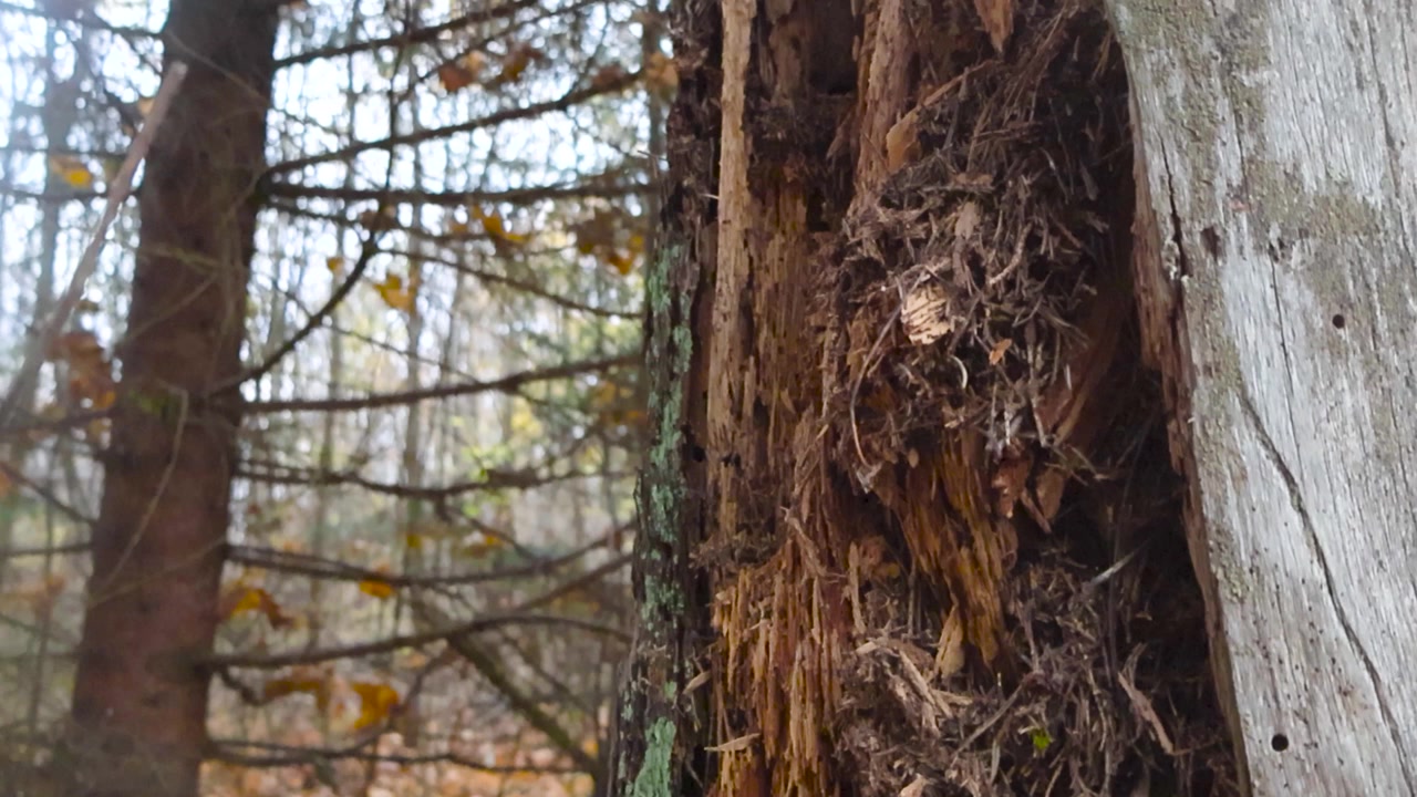 Close up of dead tree trunk visible decaying dried and crumbly inside of tree tilting up in the autumn forest. Bare spruce and leafless trees in the background, bright light shining behind the woods
