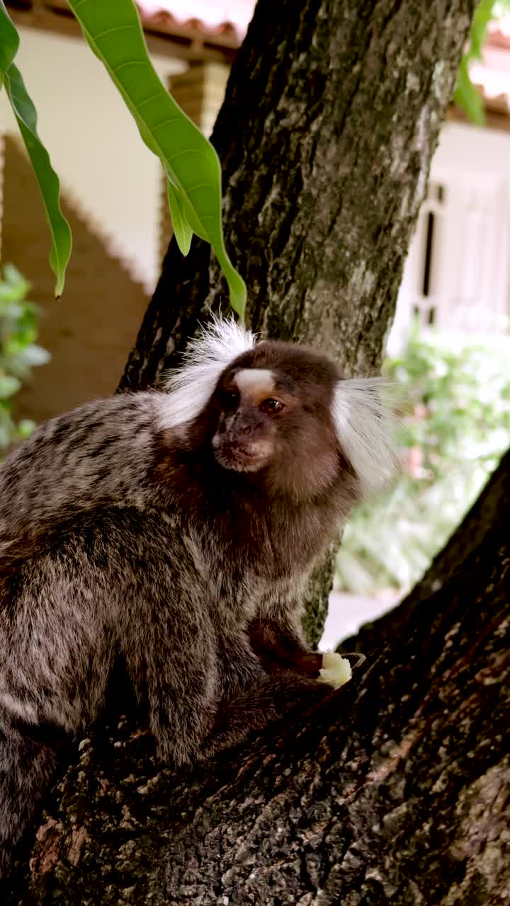 Vertical video of Small marmoset eating and looking into the Camera, Slow motion shot. Brazil