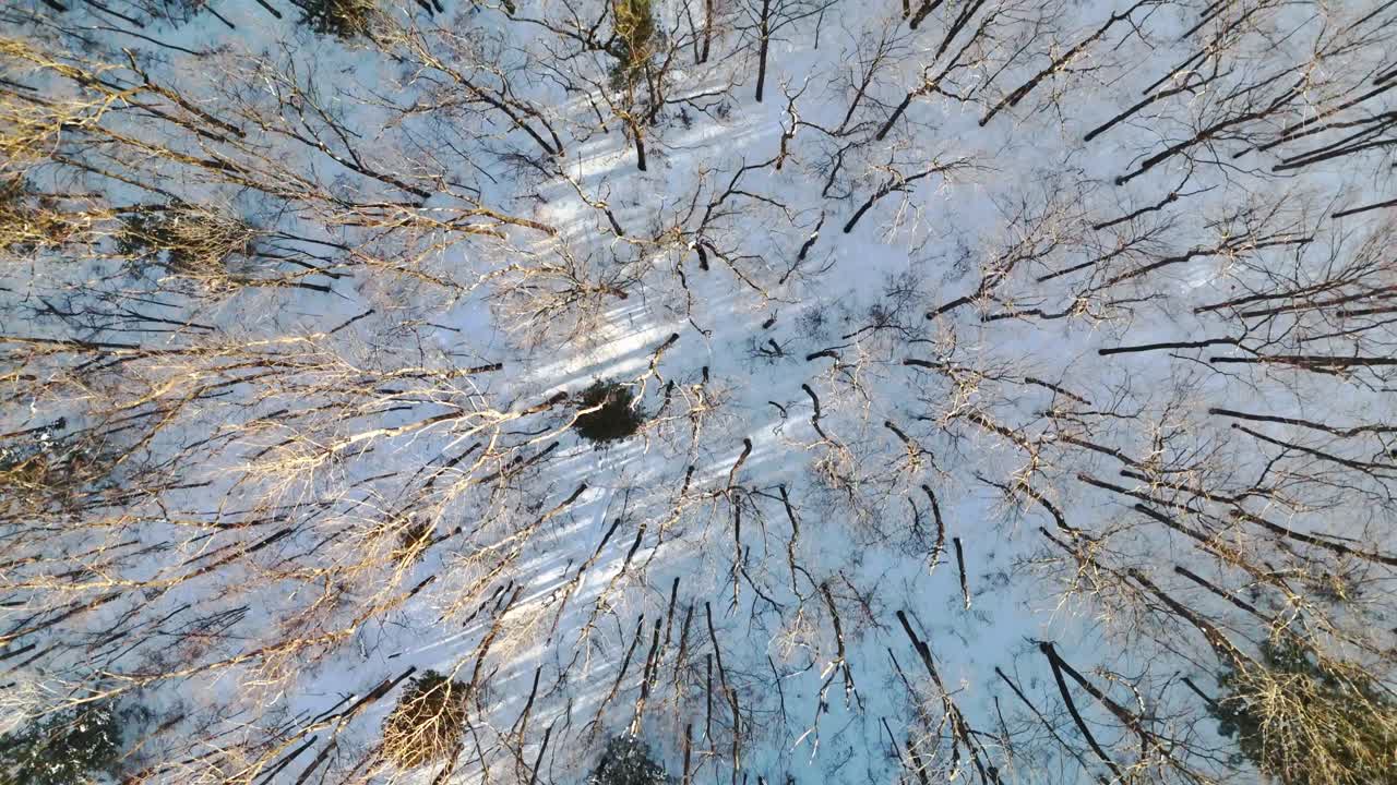 Vista dall'alto di foresta innevata in inverno a Frankford, Ontario, Canada.