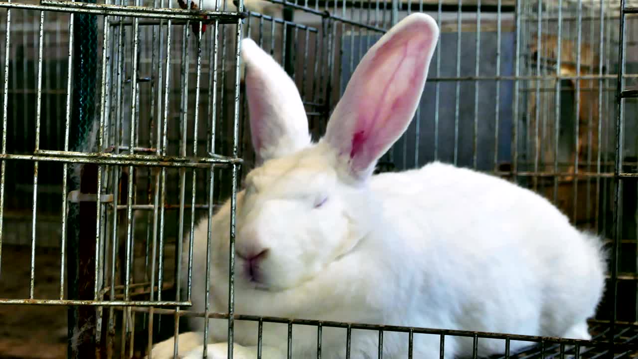 케이지 에 있는 농장 에 있는 아름다운 토끼 들