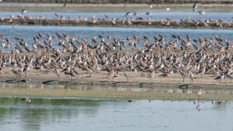 camera zooms out revealing this big flock of shorebirds, thailand