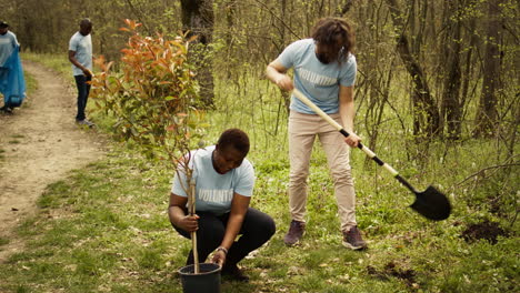 diverse volunteers team digging holes to plant trees in the woods