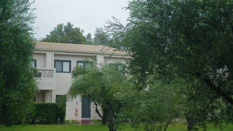 Olive Tree Branches Flutters in the Wind