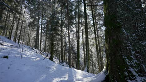 Filas-De-Grandes-Abetos-En-Una-Pendiente-Cubierta-De-Nieve-Iluminada-Por-El-Sol