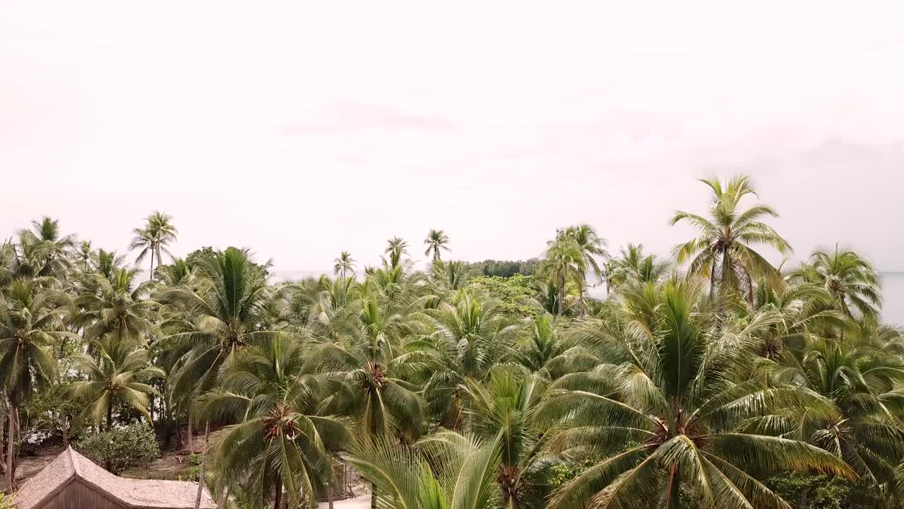 Drone shot of Lumbaria Island, also known as Kennedy Island where John F. Kennedy stranded in World War 2. Drone descends over coconut palmtrees until the panel gets in the picture