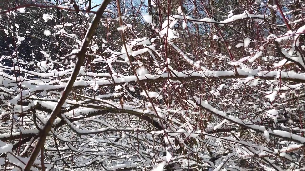 Tree branches in the winter forest.