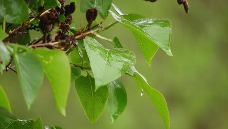 the reflection of the light on the leaves in a shiny and rainy day with beautiful colors and nice contrast.
