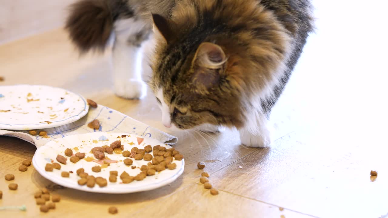 Eine getigerte Hauskatze mit langem Fell frisst Katzenfutter vom Boden und von einem Teller, wobei trockenes Futter verstreut herumliegt. Natürliche Fütterungsszene, die alltägliches Haustierverhalten und häusliche Pflegeroutine zeigt