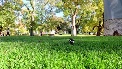 magpie-lark foraging in a melbourne park