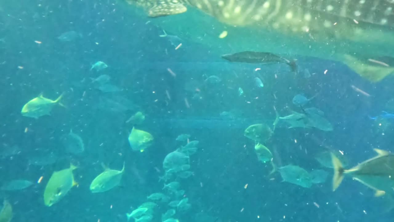 A whale shark swims gracefully with diverse fish in a serene underwater scene.