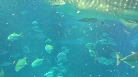 A whale shark swims gracefully with diverse fish in a serene underwater scene.