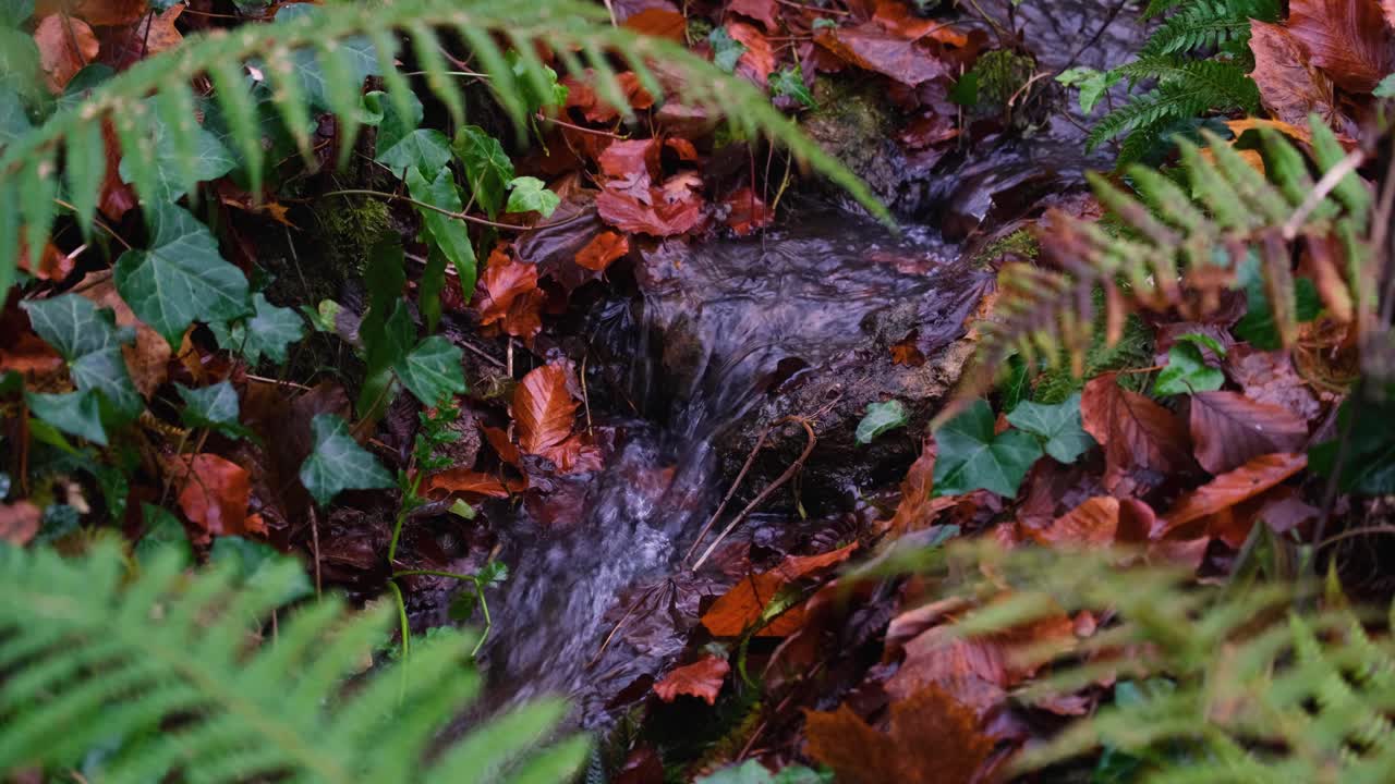 escénico arroyo idílico que fluye y cascada a través de plantas de helecho verde y hojas marrones doradas en el bosque del bosque de la campiña inglesa rural
