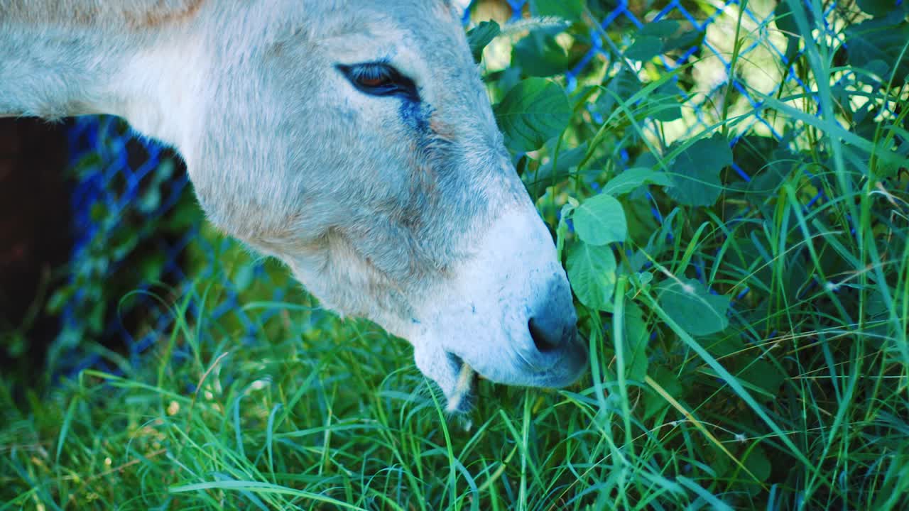 큐라소의 길가에서 풀을 뜯고 있는 귀여운 늙은 당나귀의 클로즈업 샷